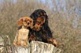 CAVALIER KING CHARLES 395
